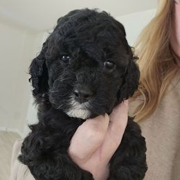 Balto - Black and white male Cockapoo puppy in Galena, Illinois from Perry's doodles