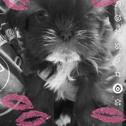 Coraline AKC - Liver female Shih Tzu puppy in Chicago, Illinois from Casa de Santiago