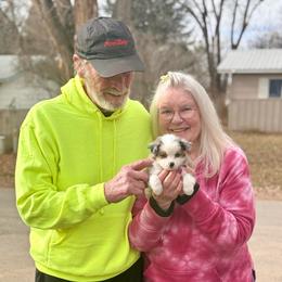 Waffle - Blue merle female Toy Australian Shepherd puppy in Hotchkiss, Colorado from Yampa Valley Aussies