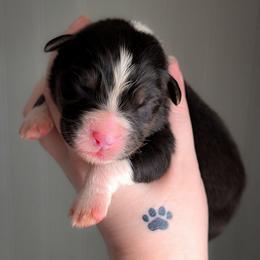 Jasmine - Black tri-color female Australian Shepherd puppy in Georgetown, Texas from River Reign Australian Shepherds
