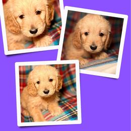 Cocoa - Apricot female Goldendoodle puppy in Bluefield, Virginia from Love on a Leash