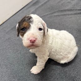 Harry - Blue merle male Aussiedoodle puppy in Heber City, Utah from Junipersdoodles
