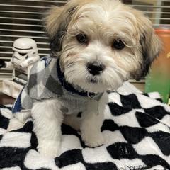 Shichon Puppies from Great Lakes Teddy Bear Dogs
