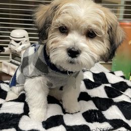 Shichon Puppies from Great Lakes Teddy Bear Dogs