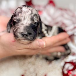Drizzle - Blue merle Bernedoodle puppy in Elkin, North Carolina from Poodle and Doodle Haven