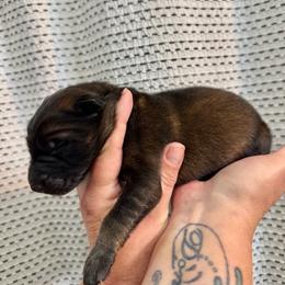 Edward - Sable male German Shepherd puppy in Gig Harbor, Washington from Crescent Lake Shepherds