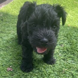 Miniature Schnauzer puppies from CKM Miniature Schnauzers