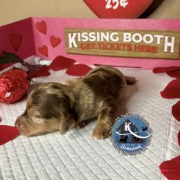 Mystery - Dapple male Dachshund puppy in Clearlake Oaks, California from K’s Homestead