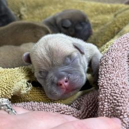 Yellow - Liver female French Bulldog puppy in Plainview, Texas from The Kings Ransom French Bulldogs