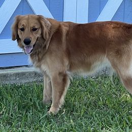 Molly - Golden Retriever