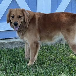 Molly - Golden Retriever