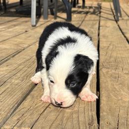 Boy 1 - Black and white male Border Collie puppy in Michie, Tennessee from Rivendell Border Collies