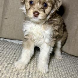 Elsa - Red merle female Aussiedoodle puppy in Castalia, Iowa from K&K Kennels