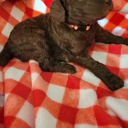 Poodle Puppies from Coco Puffs Poodles