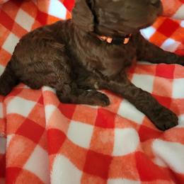 Poodle Puppies from Coco Puffs Poodles