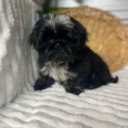 AKC Jazz - Black male Shih Tzu puppy in Elgin, South Carolina from Silver Bells Paw Prints