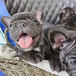 French Bulldog Puppies from Luna and London’s Puppies