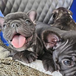 French Bulldog Puppies from Luna and London’s Puppies