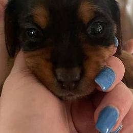 Companion Crosses from Busy Beebe's Fur Babies