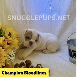Johnny 5 - White male Bulldog puppy in Tremonton, Utah from Snuggle Pups