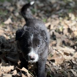 Finn - Black and white male Border Collie puppy in Paris, Texas from Broadmoor Farm