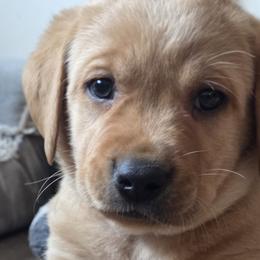 Labrador Retrievers from Faithful Mountain Labradors