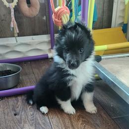 Bonnie - Black and white female Shetland Sheepdog puppy in Weedsport, New York from M&M Shelties and Smooch-A-Bulls English Bulldogs