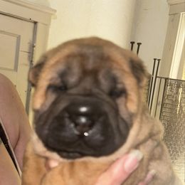 Boy 1 - Fawn male Chinese Shar-Pei puppy in Saint Joseph, Missouri from Durenda Springer- Barber
