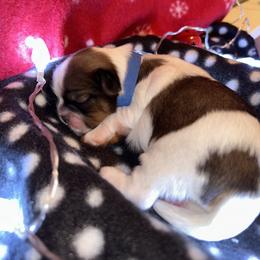 Shih Tzu Puppies from D’s Shih Tzu