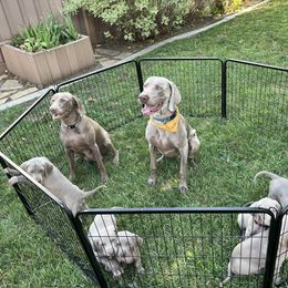 "Fam photo with mom and dad!" Weimaraner Puppies from Baird Weims - AKC registered