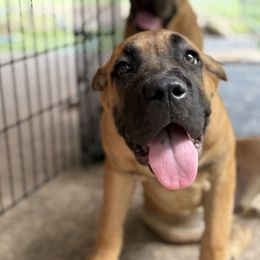 Lady - Black female Cane Corso puppy in Dunnellon, Florida from High Royal Kennel