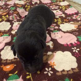 Male 3 - Black male Labrador Retriever puppy in Kinta, Oklahoma from Beaver Creek Kennels