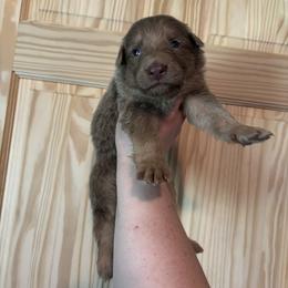 Landon - Isabella male German Shepherd puppy in Watervliet, Michigan from M&M Shepherd Farms