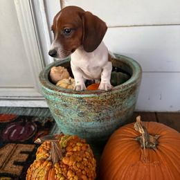 Gus - Piebald male Dachshund puppy in Aurora, Missouri from Baker Farms
