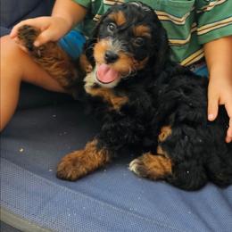 Justice - Tri-color male Bernedoodle puppy in Daytona Beach, Florida from Beach Doodles