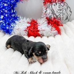McRib - Black and cream female Dachshund puppy in Prairieville, Louisiana from Southern Barron Danes & Dachshunds
