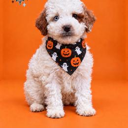 Everest - Parti male Goldendoodle puppy in Roseburg, Oregon from Dbos Furry Friends