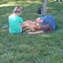 Basset Hound and Bloodhound Puppies from Beaver Creek Kennels