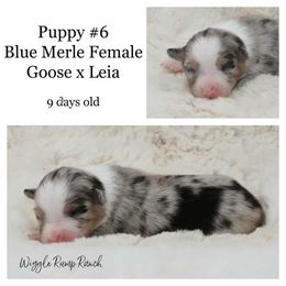 Puppy 6 - Blue merle female Miniature American Shepherd puppy in Ellensburg, Washington from Wiggle Rump Ranch