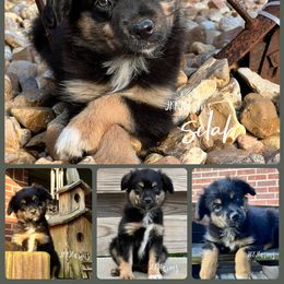 7 - Selah - Black tri female Miniature American Shepherd puppy in Huntington, Texas from JKKJ Farms