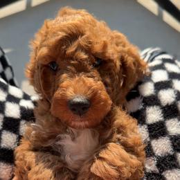 Assorted Doodle Crosses, Goldendoodle, Labradoodle, and Poodle Puppies from Ruff Country Doodles