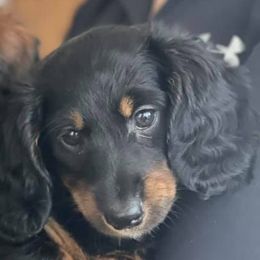 Dachshunds from Roberta's Dachshunds