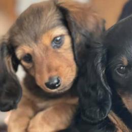 Dachshunds from Roberta's Dachshunds