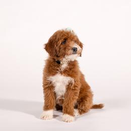 Pam - Red  female Goldendoodle puppy in Payson, Utah from Country Sky Doodles
