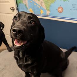 Willow - Labrador Retriever