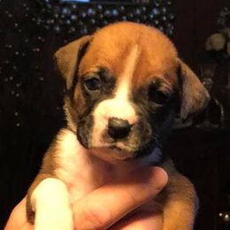 Boxers from Angels Boxer Babies