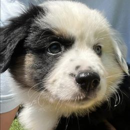 Miniature Australian Shepherds from Pro Aussie