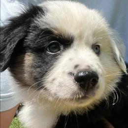 Miniature Australian Shepherds from Pro Aussie
