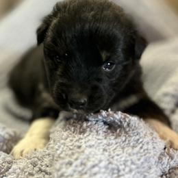 Ash(has tail) - Black tri-color male Australian Shepherd puppy in Butler, Georgia from Aussies at Howling Hill Farm