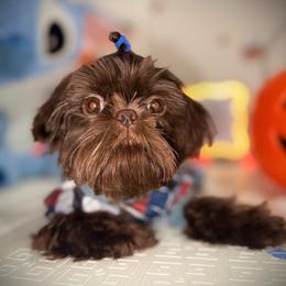 JR. - Liver male Shih Tzu puppy in Garland, Texas from Bibi’s Exclusive Shih Tzus